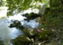 link to the page describing the painting titled shaded pool